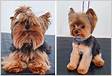 As fotos hilariantes de 16 cães antes e depois de terem sid